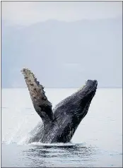  ??  ?? A humpback whale breaks the surface of the water near Kitimat.