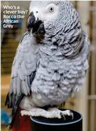  ??  ?? Who’s a clever boy? Rocco the African Grey