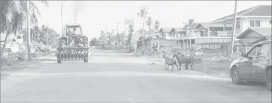  ??  ?? Animals on the Essequibo Coast roadway