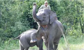  ?? — AFP ?? INDONESIA: This photo taken on November 8, 2016 shows a ranger atop a patrol elephant with her calf in Way Kambas National Park, where human settlement­s border a tranche of lowland forest home to an estimated 250 wild Sumatran elephants.