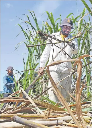  ?? Picture: BALJEET SINGH ?? Semi Waqa (front) and Viliame Tagisaya harvest cane at Drasa, Lautoka.