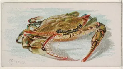  ?? Illustrati­on: agefotosto­ck/Alamy ?? Crabs ‘pull every part of themselves from their own skins’.