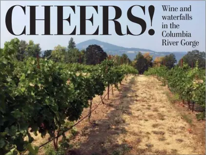  ?? PHOTOS BY SALLY CARPENTER HALE — THE ASSOCIATED PRESS ?? The vineyards at Cathedral Ridge Winery in Hood River, Ore., in the Columbia River Gorge.