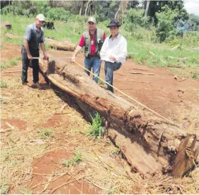  ??  ?? Uno de los gigantesco­s rollos que funcionari­os del Infona volvieron a constatar dentro de la Reserva Morombí, donde actúan los criminales ecológicos.
