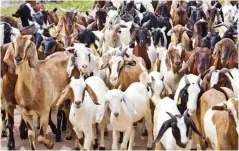  ?? ?? Goats are generally an easier and cheaper option for livestock production