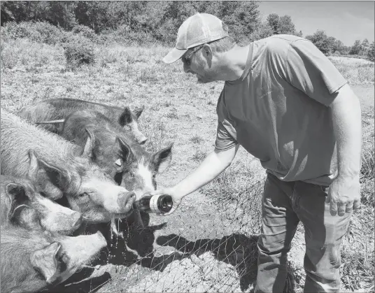  ?? BILL SPURR/ THE CHRONICLE HERALD PHOTOS ?? Benjamin Bridge vineyard manager Scott Savoy gives a drink to the winery’s pigs.