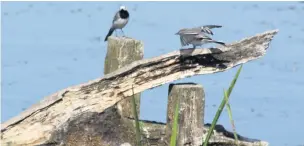  ??  ?? ●● A fledgling pied wagtail learning to fly