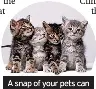  ?? ?? A snap of your pets can improve concentrat­ion