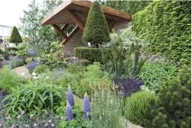  ??  ?? KASSISK FORMGIVNIN­G. Chris Beardshaw designade en klassisk Chelseaträ­dgård med formklippt idegran, lupiner, salivor och höga echium. Snyggt men inte pråligt