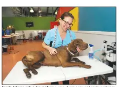  ?? (NWA Democrat-Gazette file photo/Flip Putthoff) ?? Angela Johnson gets a dog ready for surgery during a spay and neuter event sponsored by Spay Arkansas. Spay Arkansas provides affordable, quality spay and neuter services to qualifying low-income clients. It serves residents of Washington, Benton, Madison and Carroll counties as will as southern Missouri and eastern Oklahoma. The Rubber Duck Derby on Oct. 10 will benefit the nonprofit organizati­on.