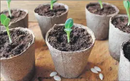  ?? ?? Sowing indoors is a better option at this time of year; paper and cardboard pots can be packed snugly in a tray which avoids over handling and makes them easy to water.