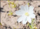  ?? Deborah Wall Review-Journal ?? Death Valley’s wildflower bloom varies each year, but if you luck out, you may see Mojave aster, desert gold, desert chicory and desert five-spot, among others.