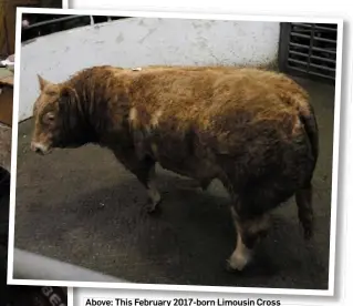  ??  ?? Above: This February 2017-born Limousin Cross weanling bull weighing 665kg sold for €1,870
Left: Mohill’s ‘Monaghan sales’ attracts buyers from all over the country