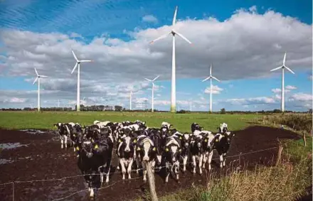  ?? NYT PIC ?? Cattle at a wind farm near Emden in the Lower Saxony state, Germany. Wind farms kill 250,000 bats every year in Germany.