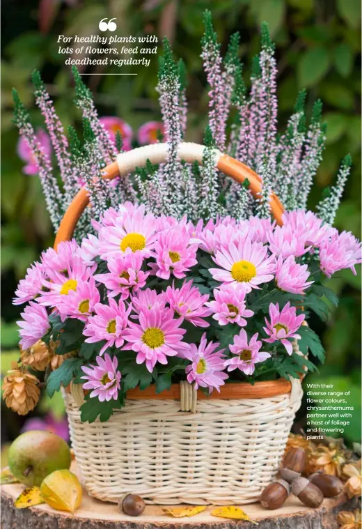  ?? ?? With their diverse range of flower colours, chrysanthe­mums partner well with a host of foliage and flowering plants