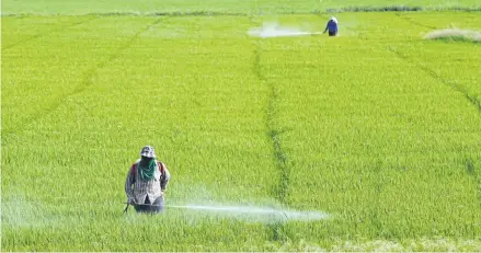  ?? WICHAN CHAROENKIA­TPAKUL ?? Farmers spray chemicals on a rice paddy in Ayutthaya. New Deputy Agricultur­e and Cooperativ­es Minister Mananya Thaiseth has vowed to push for a ban on the import and use of three weed killers this year.