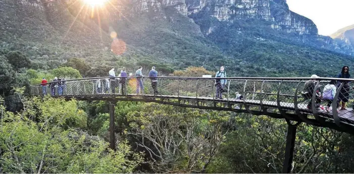  ?? PICTURE: ADRIAN DE KOCK ?? A visit to Kirstenbos­ch’s Centenary Tree Canopy Walk, informally called The Boomslang, is the perfect outing gift for the festive season.