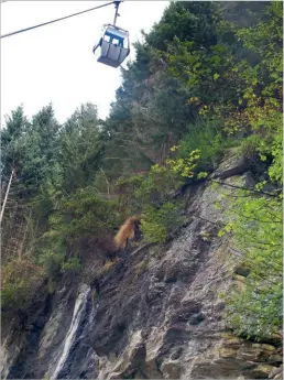  ??  ?? Below: Fences were erected to prevent trees and debris hurtling down the hill.
A gondola passes over a sheer bluff, where some trees grow on the vertical face.