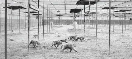  ?? BRYAN TARNOWSKI/THE NEW YORK TIMES ?? Veterinary techs feed some of the over 5,000 monkeys at a primate research center in Covington, Louisiana.