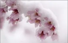  ?? Carolyn Kaster/Associated Press ?? Snow and ice accumulate on a blooming cherry tree Saturday in Washington, as temperatur­es dipped into the 20s. Pittsburgh’s snow will melt quickly this week, Local, C-3