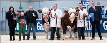  ?? Ref: RH30042311­4 ?? Overhill House Neil from Richard McCulloch took the Simmental champion at last year’s May sales with Delfur Marvel from Delfur Farms taking reserve. Neil went on to sell for a May centre record of 16,000gns while Marvel made 9000gns with another from Delfur Farms realising 10,500gns