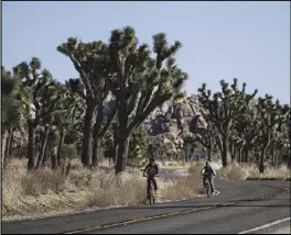  ?? ASSOCIATED PRESS FILES ?? In this Jan. 10, 2019 file photo, two visitors ride their bikes along the road at Joshua Tree National Park in Southern California’s Mojave Desert. Joshua Trees are protected under the California Endangered Species Act. The California Fish and Game Commission, on Dec. 10, approved Palmdale for its own “set aside” that will allow the city to process its own applicatio­ns for constructi­on projects that could impact Joshua trees.