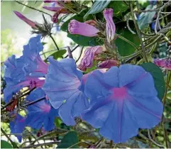  ?? WEEDBUSTER­S NZ ?? Blue morning glory is an insidious foe.