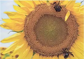  ?? ARIEL COBBERT/THE COMMERCIAL APPEAL ?? The sunflowers at the Agricenter are making their annual appearance.