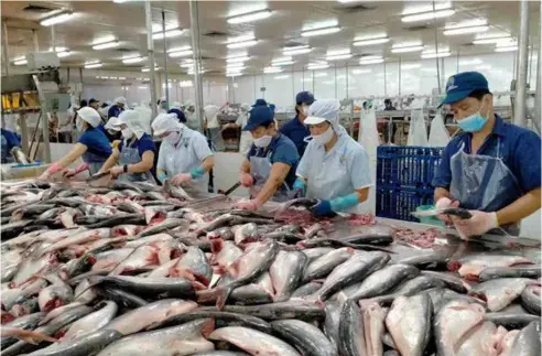  ?? VNA/VNS Photo ?? Processing tra fish. China, the US and Japan were the primary importers of Vietnamese fishery products in the first quarter of this year.