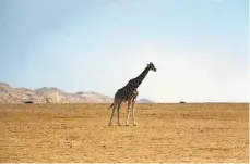  ?? FOTO: DPA ?? Viele Tiere warten sehnsüchti­g auf Regen.