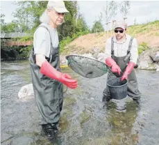  ?? FOTO: SCHEYER ?? Biologe Ralf Haberbosch ist im Elektrofis­chen mit dem Kescher geübt. In Wangen fängt er mit einem Helfer Bachforell­en, Eschen, Schmerlen und Groppen aus der Oberen Argen. Die Fische verstecken sich in den Spalten zwischen den Steinen, da muss der Fischsamml­er akribisch sammeln.