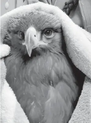  ??  ?? A golden eagle recovers at an animal rehabilita­tion centre in Kamloops. Reserchers were able to determine the eagle was from Alaska.