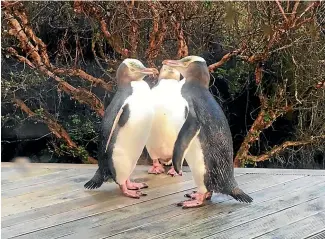  ??  ?? Five hoiho reside near Okawa in the Catlins, including on the deck of a bach. The penguins are expected to become extinct on New Zealand’s mainland by 2040.