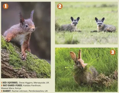  ??  ?? 1 RED SQUIRREL, Steve Higgins, Merseyside, UK 2 BAT-EARED FOXES, Kalidas Pavithran, Maasai Mara, Kenya 3 RABBIT, Rachel Johnson, Pembrokesh­ire, UK