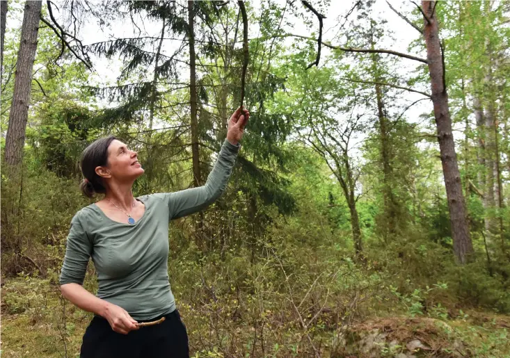  ?? Bild: Marita Adamsson ?? Att se sig själv som förbunden med alla andra levande organismer ger en andlig dimension åt skogsvandr­ingen – och bör kunna göra människor mer varsamma med naturen, säger Helena Johard.