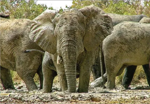  ??  ?? Face-à-face au Bénin avec des pachyderme­s préservés par les zones de chasse.