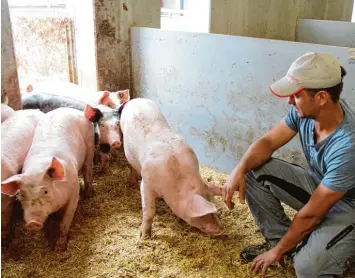  ?? Archivfoto: Eva Weizenegge­r ?? Die Landwirte Josef Gelb senior und junior in Steinach bei Merching wollen ihre Mastschwei­ne artgerecht halten. Die Tiere haben mehr Platz und leben auf einer Strohunter­lage.