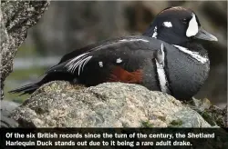  ?? ?? Of the six British records since the turn of the century, the Shetland Harlequin Duck stands out due to it being a rare adult drake.