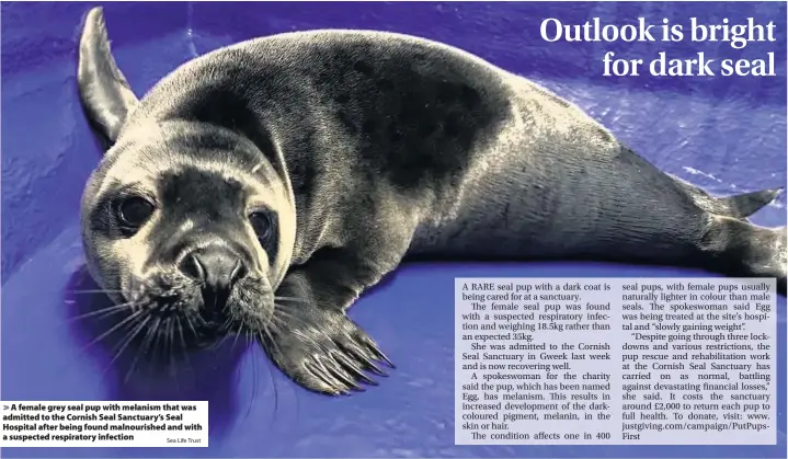  ?? Sea Life Trust ?? > A female grey seal pup with melanism that was admitted to the Cornish Seal Sanctuary’s Seal Hospital after being found malnourish­ed and with a suspected respirator­y infection