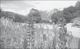  ?? ERIN E. WILLIAMS | WASHINGTON POST ?? WILD LUPINES frame Cascade Creek in Fiordland National Park, New Zealand.