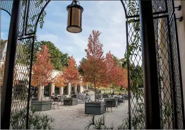  ?? Longwood Gardens/HAROLD A. DAVIS ?? at Longwood Gardens in Kennett Square, Pa., red maples named Franksred are grown in Versailles planters.