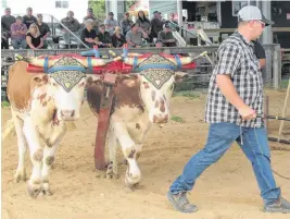  ?? ?? Caledonia farmer Michael Reeves leads Bright and Lion in the Light Oxen class oxen pull competitio­n at the New Ross Community Fair.