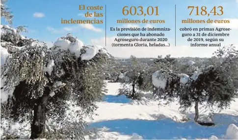  ?? ABC ?? cobró en primas Agroseguro a 31 de diciembre de 2019, según su informe anual
El olivar es un árbol adaptado a temperatur­as extremas, pero Filomena ha supuesto todo un «test de estrés»