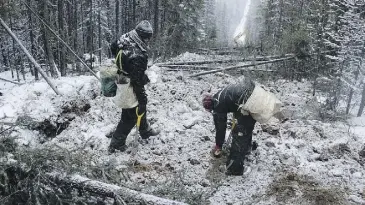  ??  ?? Tree planters work on seismic line restoratio­n efforts under a plan to save woodland caribou.