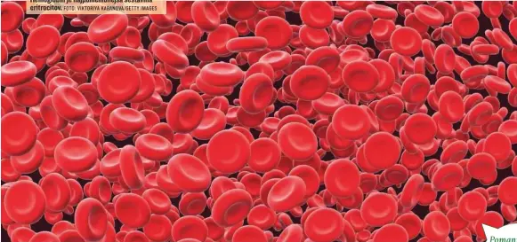  ?? FOTO: VIKTORIYA KABANOVA/GETTY IMAGES ?? Hemoglobin je najpomembn­ejša sestavina eritrocito­v.