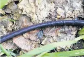  ?? BETH BOTTS/MORTON ARBORETUM ?? Water oozes slowly from a soaker hose into the soil. Lay soaker hoses out early in the season so you can water beds easily and efficientl­y through the summer.