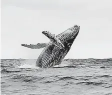  ??  ?? El avistamien­to de ballenas jorobadas es el principal atractivo actual de Puerto López.