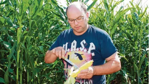  ?? Foto: Philipp Wehrmann ?? Ralf Engel sucht nach dem Maiszünsle­r, der sich in den Kolben einer seiner Pflanzen gefressen hat. Die Raupen des Falters durchquere­n die Stängel der Pflanze und können sie so zu Fall bringen. Das erschwert die Ernte.