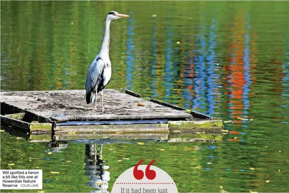  ?? COLIN LANE ?? Will spotted a heron a bit like this one at Howardian Nature Reserve