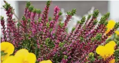  ??  ?? Diese Sommerheid­e ließ der unbekannte Blumendieb in der Rosenstraß­e zurück. In den meisten anderen Kübeln fehlt die Pflanzenar­t.